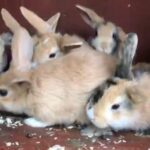 cute mini lop female bunnies for sale