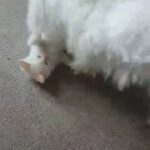 Flame point Siamese