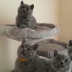 *Ready Now* GCCF Female British Shorthair Kitten
