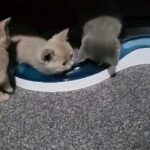 Last British Shorthair boy