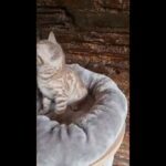 TICA Bengal Kitten