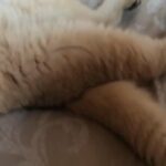 BSH Golden black tipped
