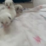 Ragdoll kittens