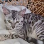 TICA registered, Female Bengal