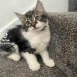 Half Maine Coon Kittens