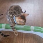 TICA registered, Female Bengal