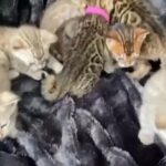 Stunning Bengal Kittens