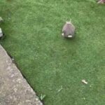 rabbit
