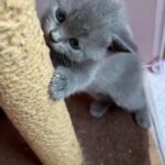 Scottish straight kittens only 2 boys available!