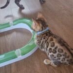 TICA registered, Female Bengal