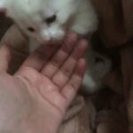 British Short Hair X Ragdoll kitten