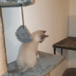 Showshoe Siamese male