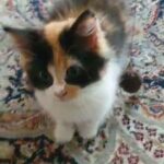 12 week Scottish fold calico girl
