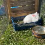 lionhead bunnies