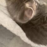 cutest kittens