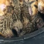 TICA Registered Bengals