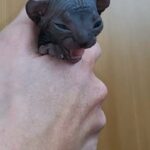 Elf Sphynx
