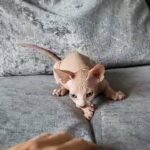 Canadian sphynx male