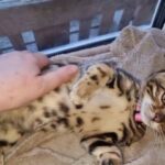 TICA registered, Female Bengal