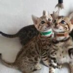 Beautiful Bengal kittens