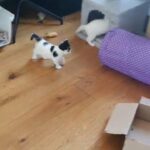 one pure white kitten left