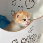 British shorthair ay12 ny12