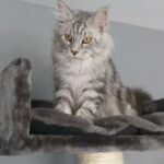 Silver Maine Coon purebred with papers
