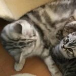 Pedigree British Shorthair Silver Tabbies