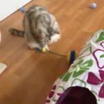 Pedigree British Shorthair Silver Chocolate Classic Tabby