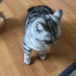 Pedigree British Shorthair Classic Silver tabby