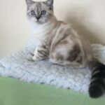 Pedigree British Shorthair Silver Lynx Classic Tabby Colourpoint