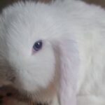 last blue eye mini lop