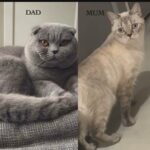 scottish fold / british shorthair kittens