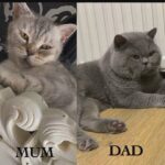 Unique British Shorthair Kittens For Sale