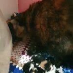 maincoon Cross