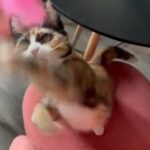 Cross Maincoon Tortie Female