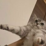 Gorgeous British Longhair / Persian Silver Tipped Female Queen Cat
