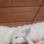 last mini lop boy with blue eyes