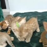 Stunning bengal rosette kittens