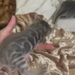 Tica registered very rare silver blue bengals