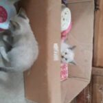 ragdollxbengall kittens