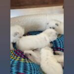 blue point Ragdoll kittens