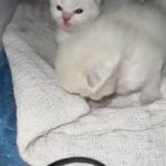 Ragdoll kittens