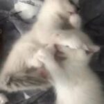 Ragdoll Kittes