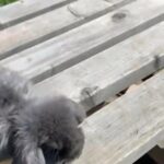 3 giant french lop