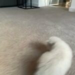 ragdoll kittens
