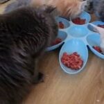 Maine Coon kitten