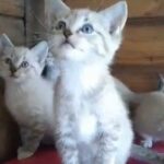 ragdoll Cross bengall