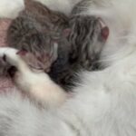 BSH GCCF SILVER TABBIES