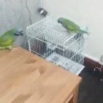 male & female parrots